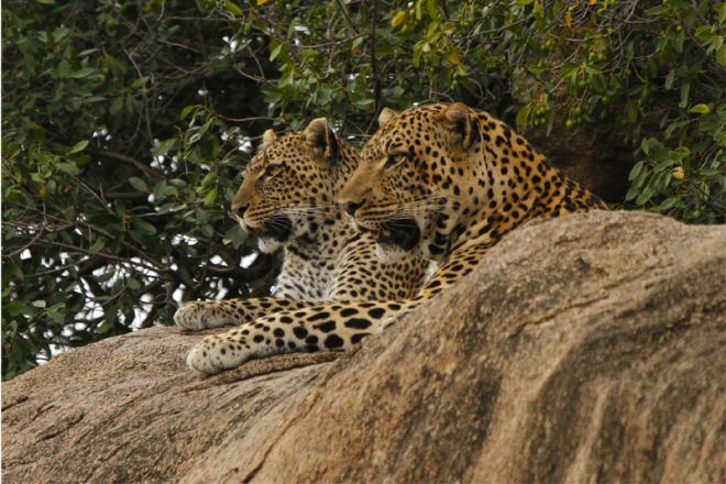 Mwiba Lodge leopards on rock