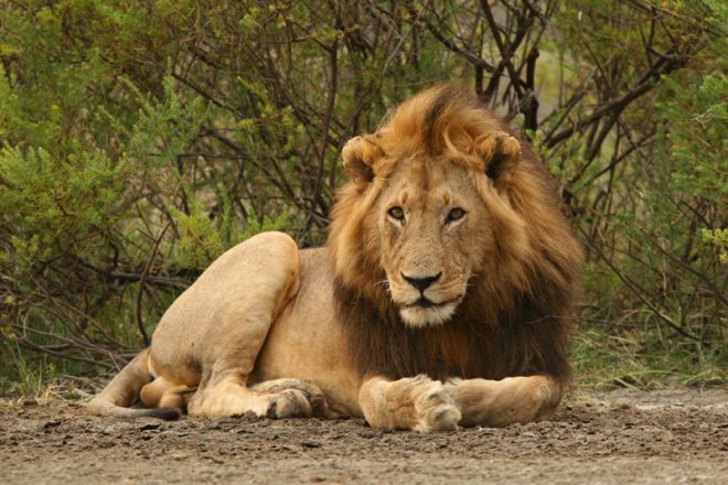 Mwiba Lodge lion