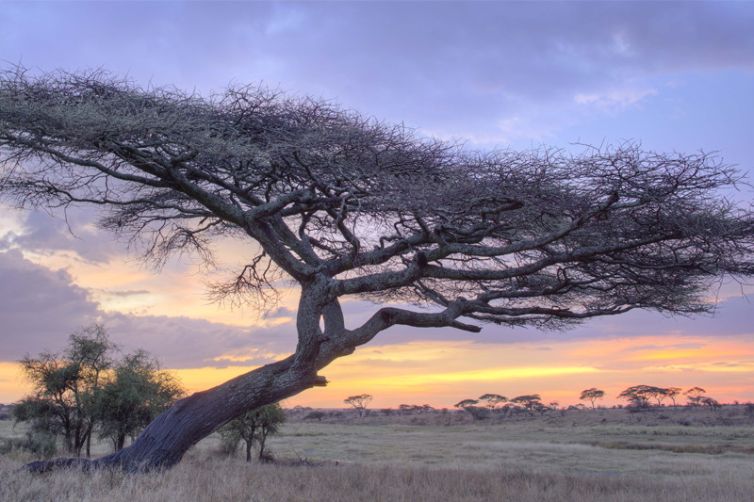 Namiri Plains acacia landscape
