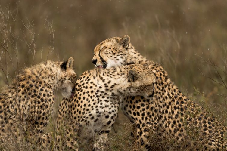Namiri Plains cheetah grooming