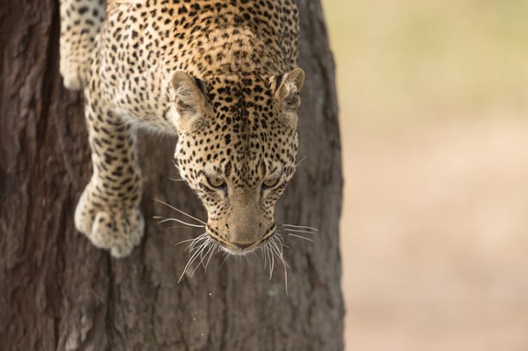 Namiri Plains leopard jumping from tree
