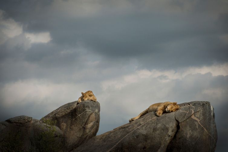 Namiri Plains lion on kopjes