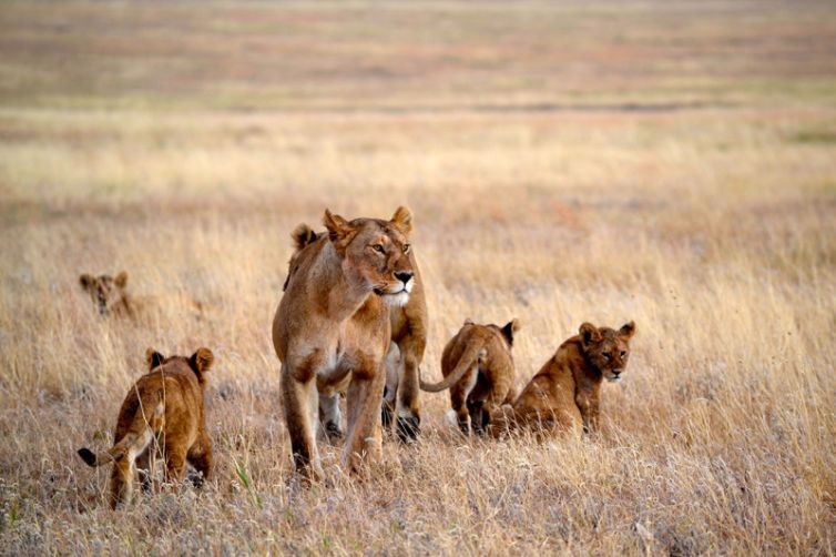Namiri Plains lion pride and cubs