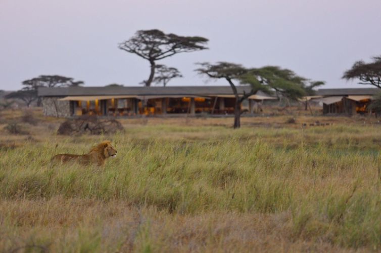 Namiri Plains main area lion