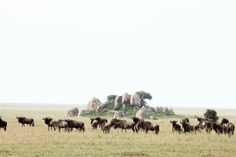 Namiri Plains wildbeest migration