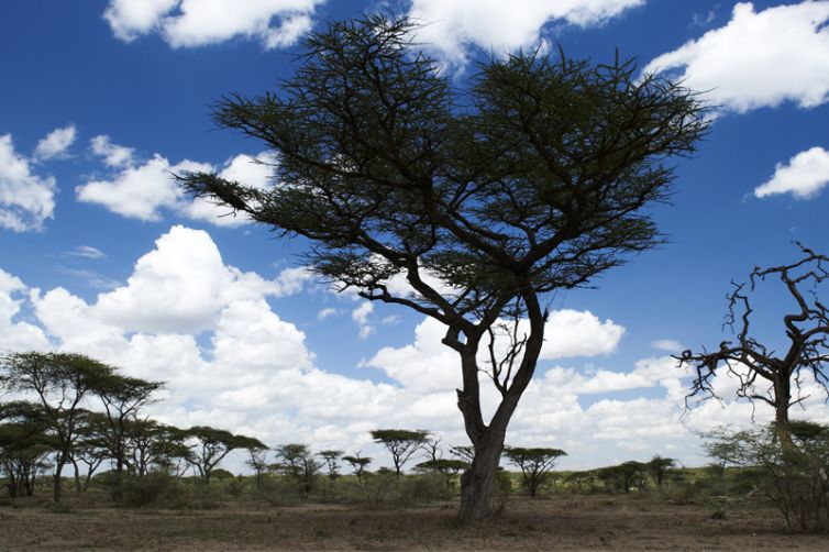Olakira Migration Camp acacia landscape