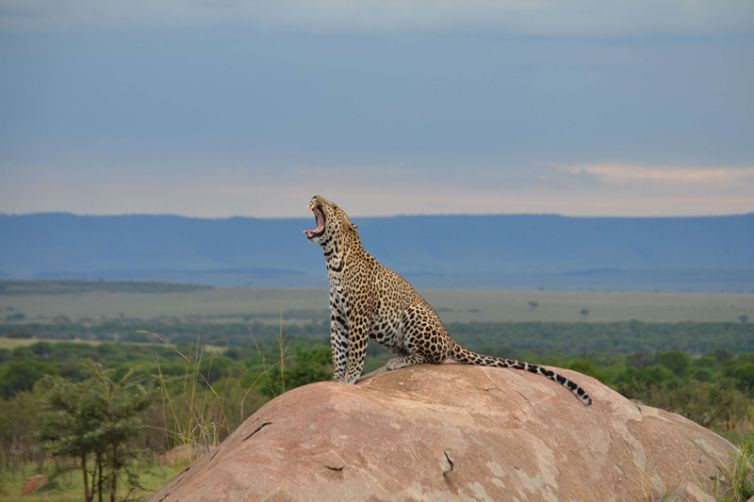 Olakira Migration Camp leopard on a rock