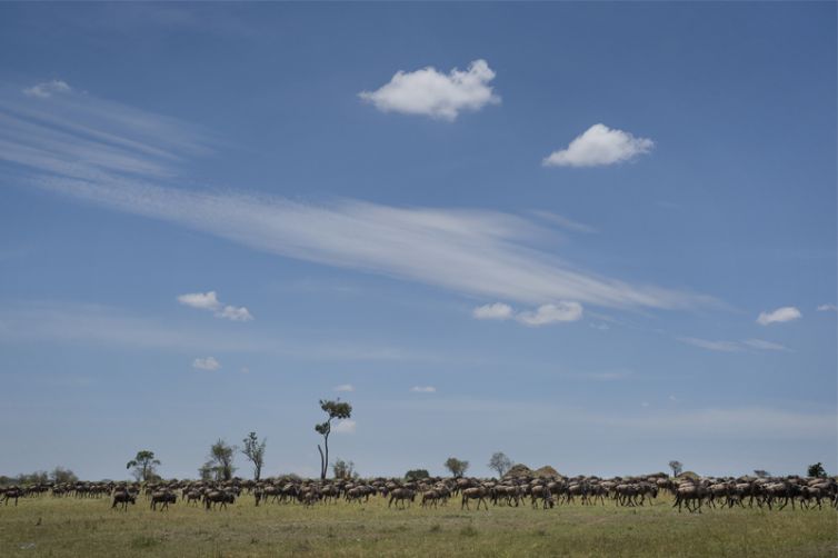 Olakira Migration Camp wildebeest migration