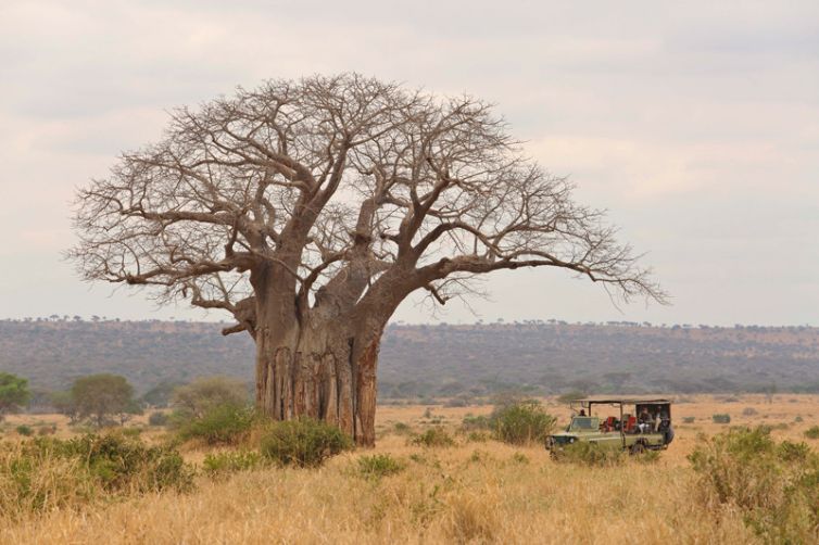 Olivers Camp game drive baobab