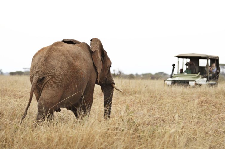 Olivers Camp game drive elephant