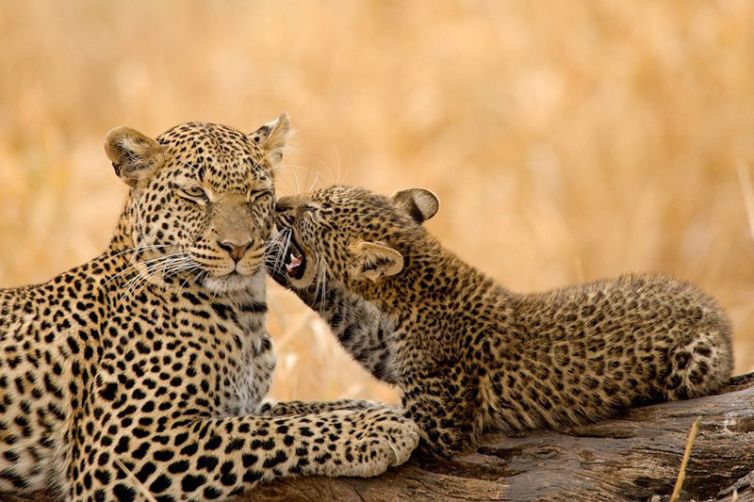 Olivers Camp leopard and cub