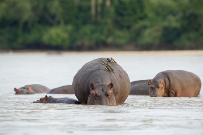 Sand Rivers Selous hippo