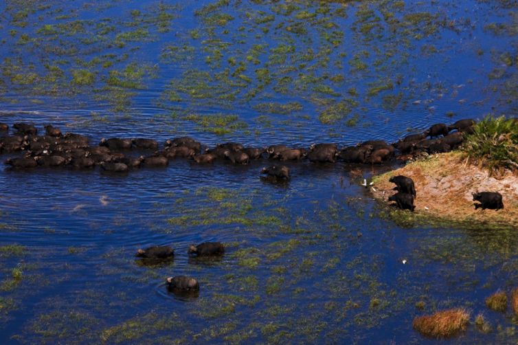 Selinda Explorers Camp Buffalo Herd Aerial
