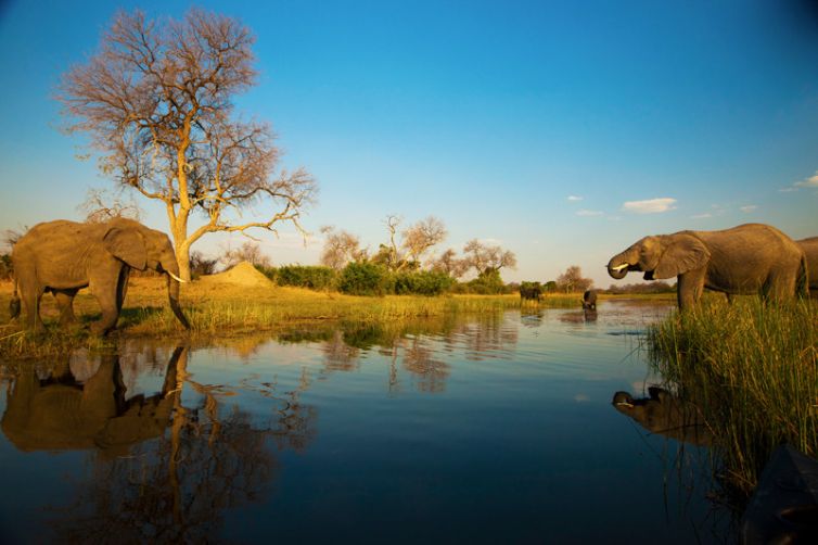 Selinda Explorers Camp Elephant Drinking