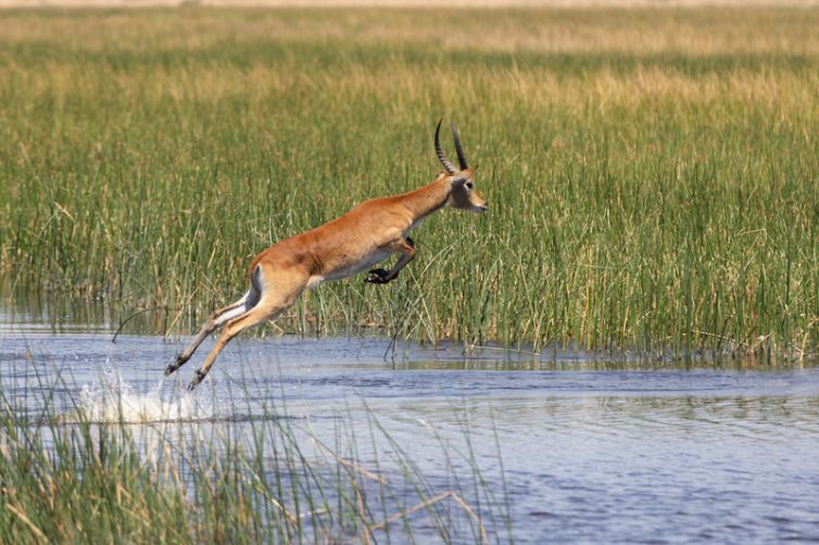 Selinda Explorers Camp Lechwe Jumping