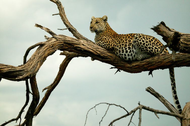 Selinda Explorers Camp Leopard in a Tree