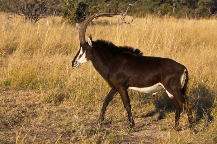 Selinda Explorers Camp Sable
