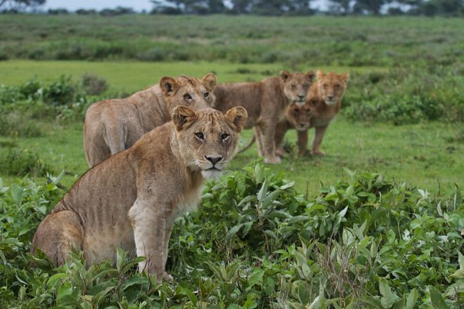 Serian Serengeti Kusini Lamai Camps male lions