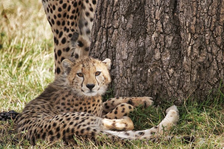 Serian Serengeti Kusini Lamai Camps cheetah cub