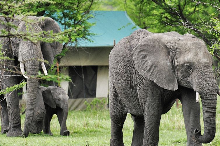 Serian Serengeti North Camp elephant
