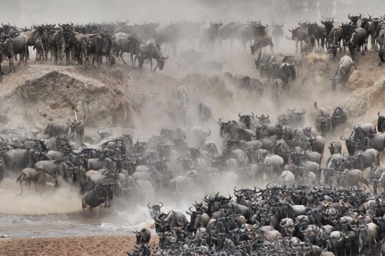 Serian Serengeti North Camp wildebeest migration crossing mara river