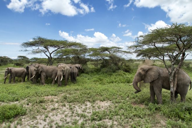 Serian Serengeti South Camp elephant herd