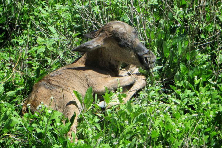 Serian Serengeti South Camp wildebeest new born calf