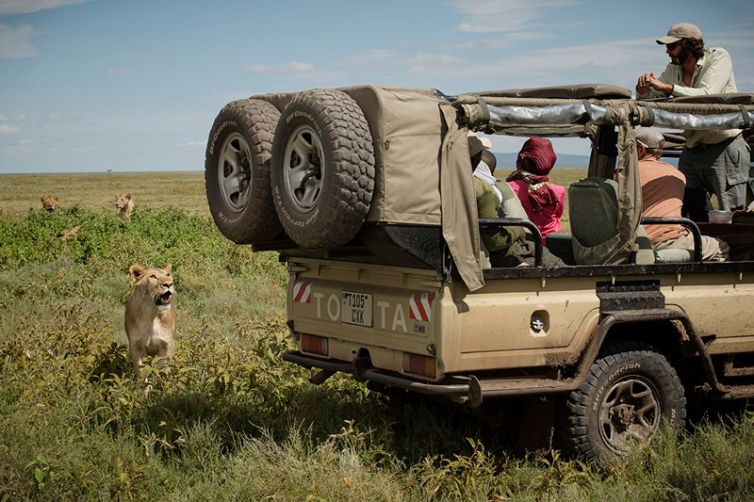 Serian Serengeti Camp game drive lion
