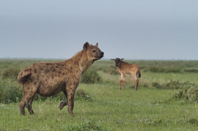 Serian Serengeti Kusini Lamai Camps hyena and wildbeest calf