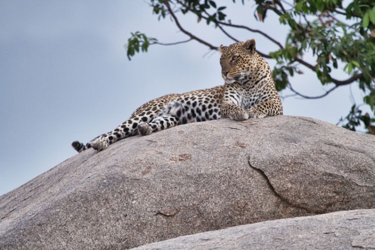 Serian Serengeti Kusini Lamai Camps leopard on rock