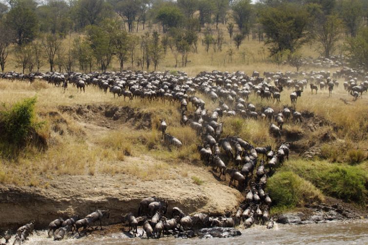 Serian Serengeti Kusini Lamai Camps wildebeest migration crossing mara river
