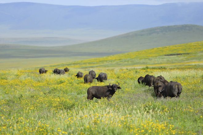 The Highlands Ngorongoro buffalo