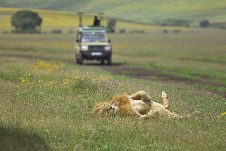 The Highlands game drive lion