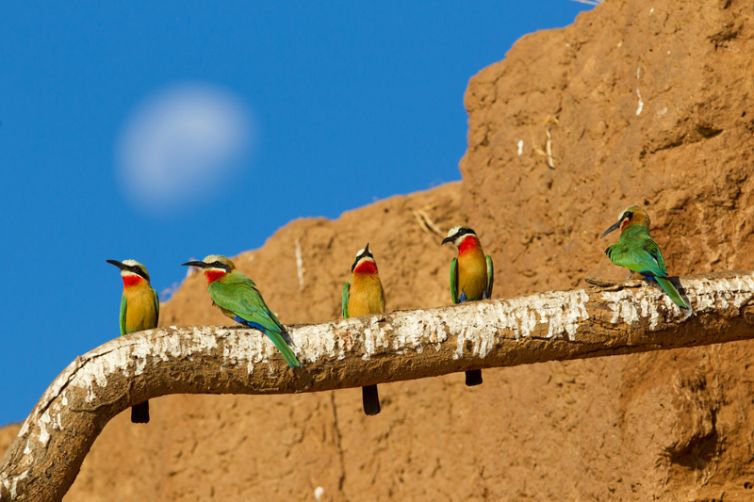 Time + Tide Chongwe House Bee Eaters
