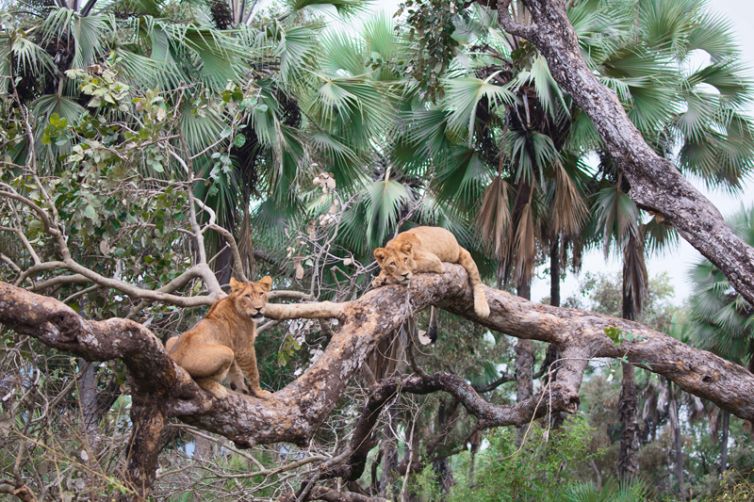 Time + Tide Chongwe Camp Lions in Tree