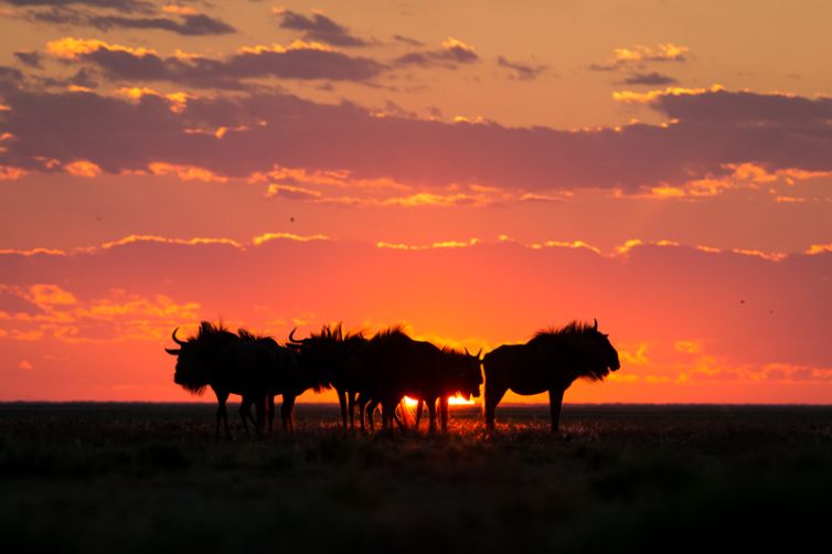 Time + Tide King Lewanika Wildebeest Sunset