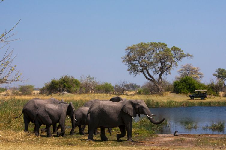 Zarafa Camp Game Drive Elephant