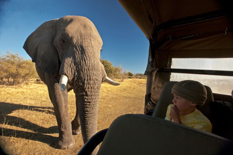 Zarafa Camp Game Drive Elephant and Child