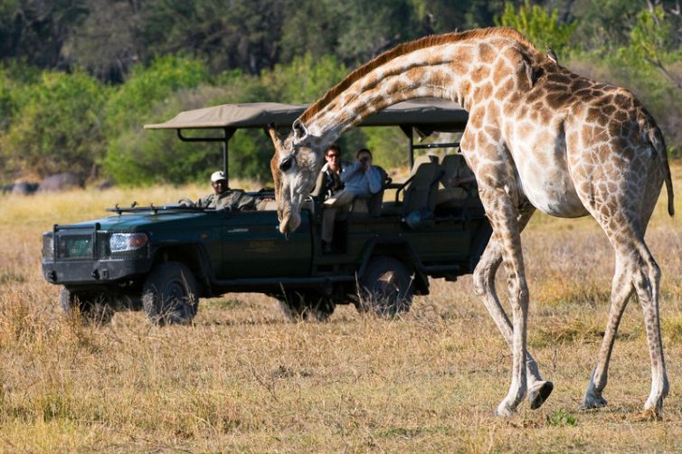 Zarafa Camp Game Drive Giraffe