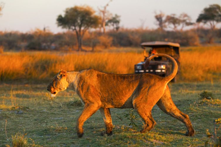 Zarafa Camp Game Drive Lion