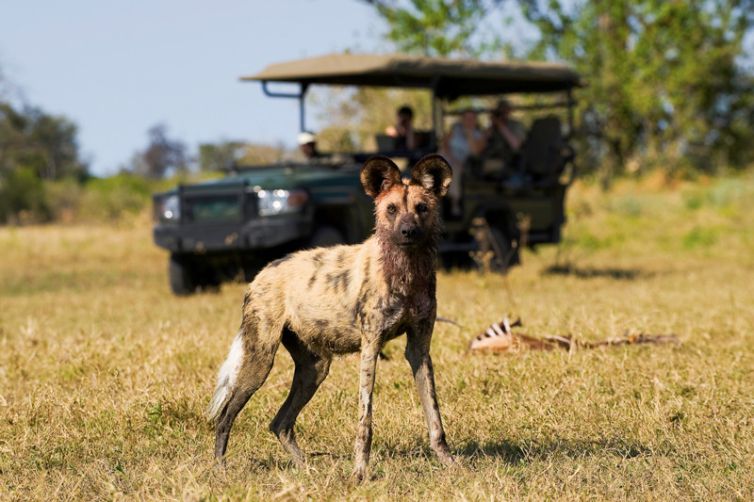 Zarafa Camp Game Drive Wild Dog