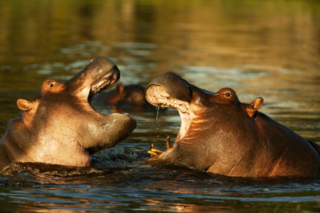 Zarafa Camp Hippos Fighting