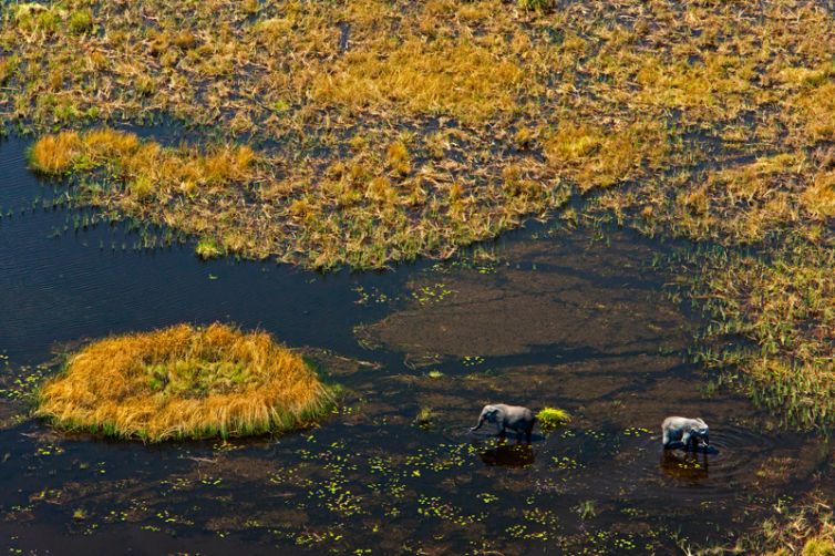 Zarafa Camp Landscape Elephant