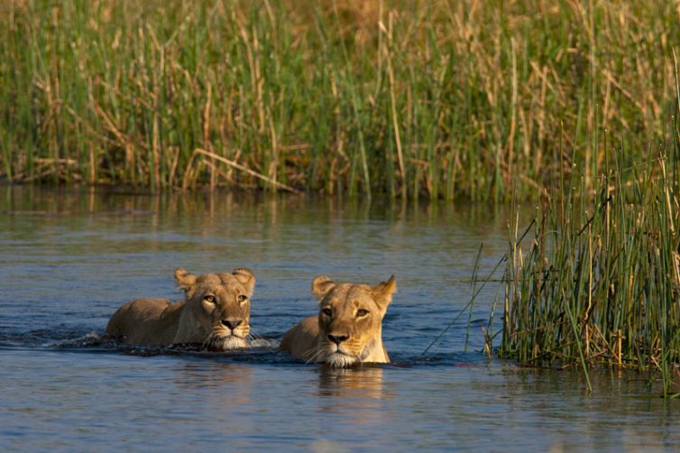Zarafa Camp Lions Swimming