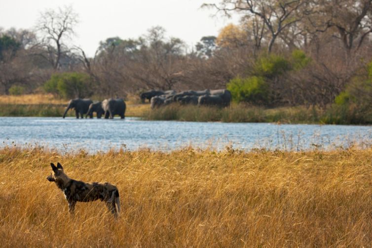 Zarafa Camp Wild Dog and Elephant