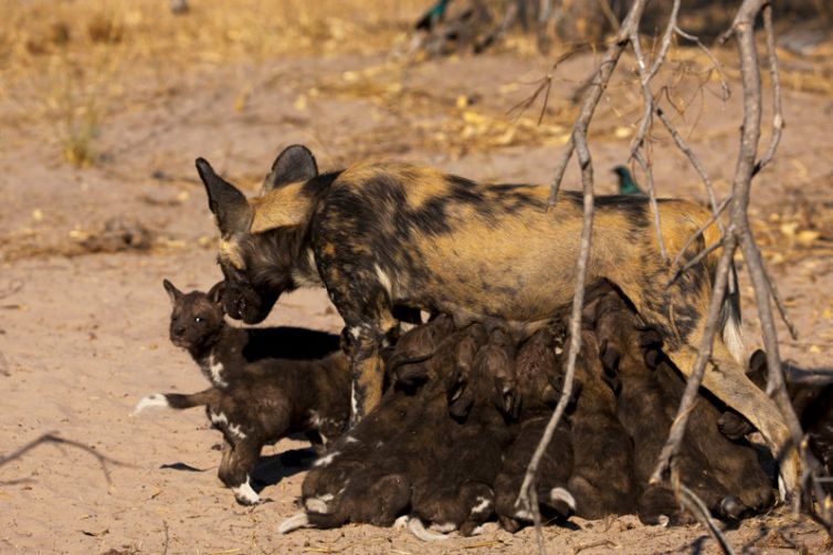 Zarafa Camp Wild Dogs Pups