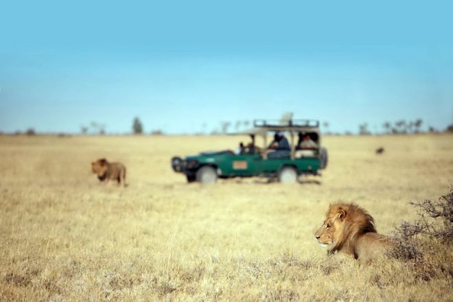 Camp Kalahari Game Drive Lion