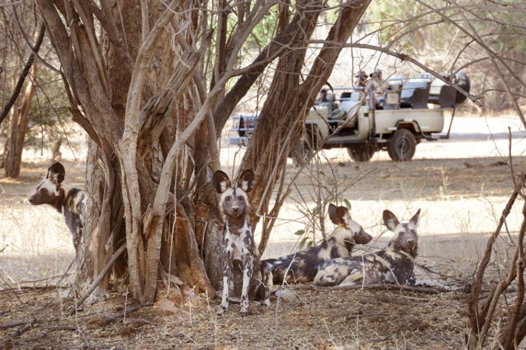 Chiawa Camp Game Drive Wild Dogs