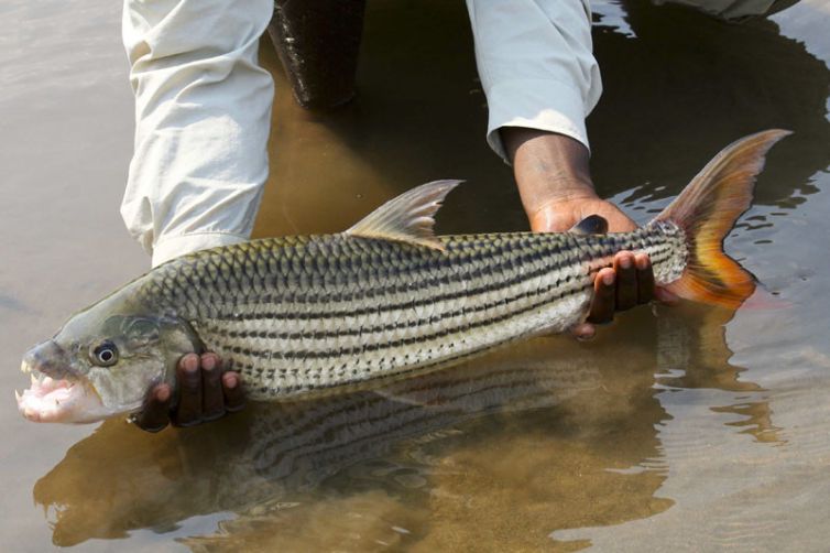 Chiawa Camp Tiger Release