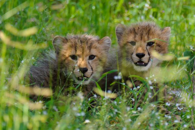Chitabe Camp Cheetah Cubs
